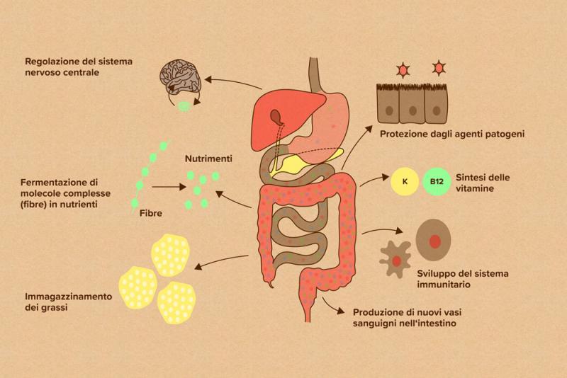 I compiti più importanti dell'intestino di un gatto